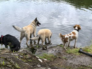 Photo de galerie - Promenade de chiens