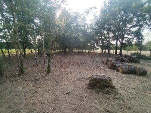 Photo de galerie - Debroussaillage complet avec broyage roncier avec une debroussailleuse forestière (gravely) dans un sous bois sur la commune de Thésee 