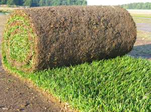 Photo de galerie - Gazon en rouleau et gazon synthétique 