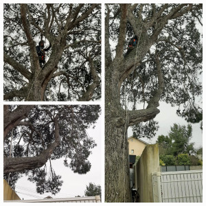 Photo de galerie - Elagage et coupe d'arbres