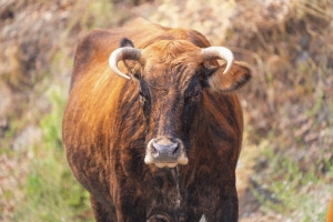 Photo de galerie - Portrait vache Corse.