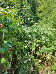 Photo de galerie - Débroussailler et coup arbre 