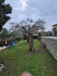 Photo de galerie - Elagage et coupe d'arbres