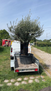 Photo de galerie - Plantation 