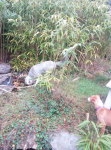 Photo de galerie - Goupix le doyen 14 ans et le benjamin Ako 4 mois - 01/26