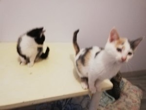 Photo de galerie - 2 petits chatons recueillis et adopté