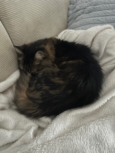 Photo de galerie - Garde de chat 