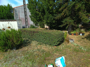 Photo de galerie - Taillage d'une haie 

