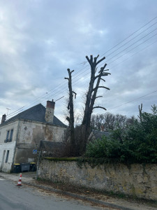 Photo de galerie - Élagage d’un tilleul surplombant des lignes haute tension  