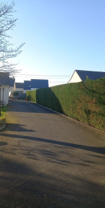 Photo de galerie - Taille de haies et d'arbustes