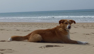 Photo de galerie - Dogsitting 