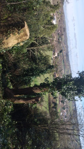 Photo de galerie - Elagage et coupe d'arbres