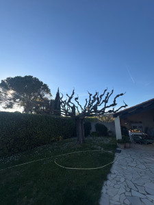 Photo de galerie - Elagage et coupe d'arbres