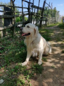 Photo de galerie - Garde animaux