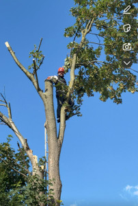 Photo de galerie - Abattage 