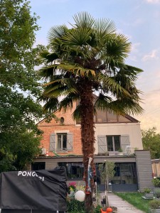 Photo de galerie - Elaguage du palmier a Olivet bord du Loiret .
pas trop cours juste se qu’il lui fallait.