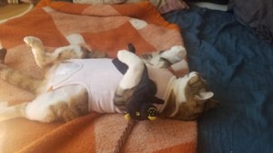 Photo de galerie - Je déguise pas mon chat, le body servait a proteger un pansement