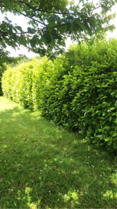 Photo de galerie - Taille de haies et d'arbustes