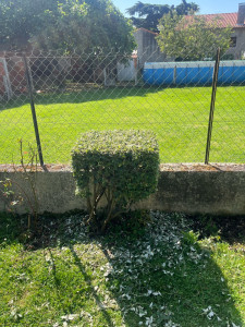 Photo de galerie - Arbuste 