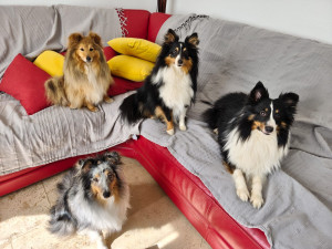 Photo de galerie - Je m'occupe de différents chiens