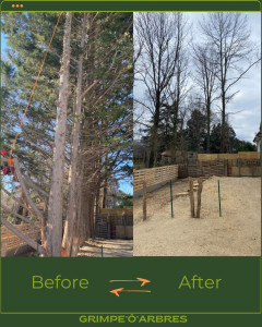 Photo de galerie - Élagage de 8 cyprès.