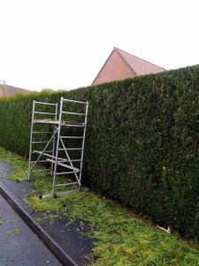 Photo de galerie - Taille de haies et d'arbustes