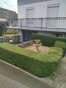 Photo de galerie - Taille de haie 