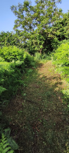 Photo de galerie - Tonte de pelouse - Débroussaillage