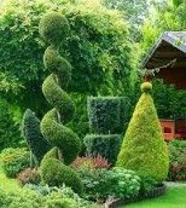 Photo de galerie - Taille architecturée arbustes.

Art topiaire