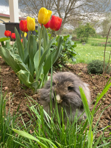 Photo de galerie - Mon petit lapin bélier