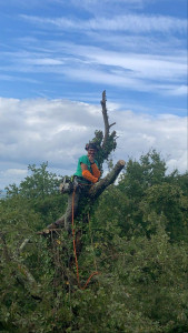 Photo de galerie - élagage de chêne sur les hauteurs du fau 