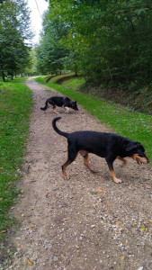 Photo de galerie - Je propose de grande balade aux chiens sui aiment se dépenser . J ai beaucoup de sentier autour de chez moi.