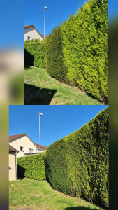 Photo de galerie - Taille de haie avant / après 