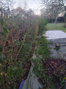 Photo de galerie - Taille de haies 