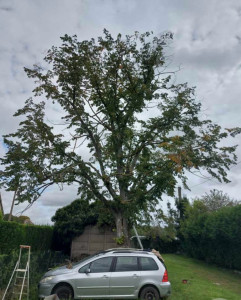 Photo de galerie - Elagage et coupe d'arbres