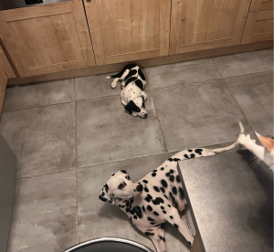 Photo de galerie - Garde chien