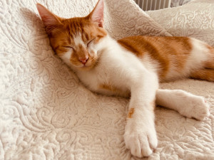 Photo de galerie - La sieste du chaton 