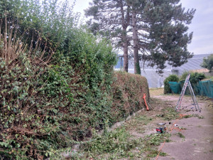 Photo de galerie - La haie fait bien 30 à 40 de longueur 