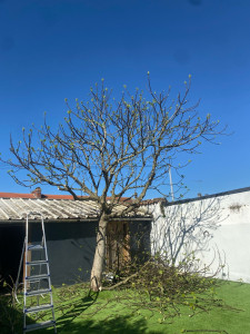 Photo de galerie - Elagage et coupe d'arbres
