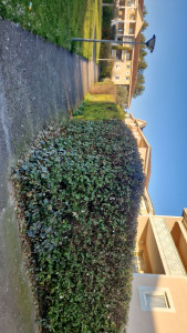 Photo de galerie - Taille de haie 