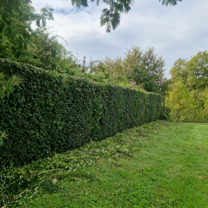 Photo de galerie - Taille de haies
