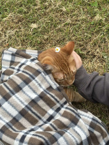 Photo de galerie - Garde chat