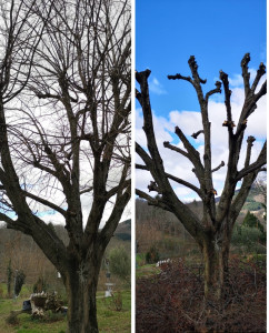 Photo de galerie - Entretien d’arbre annuel 