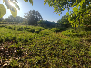 Photo de galerie - Tonte de pelouse - Débroussaillage