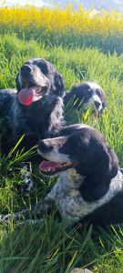 Photo de galerie - Les chiens de la maison 