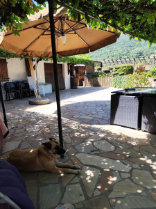 Photo de galerie - Garde chien