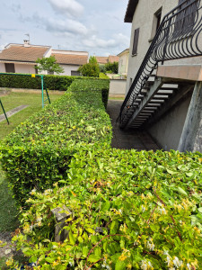 Photo de galerie - Taille de haies et d'arbustes