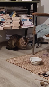 Photo de galerie - Odon, qui ne se laisse pas approcher, mais qui progresse?