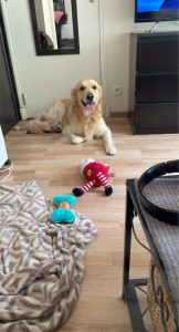 Photo de galerie - Garde chien