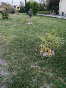 Photo de galerie - Plantation palmiers 